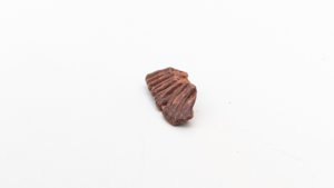 Sawfish rostrum tooth root