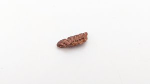 Sawfish rostrum tooth root