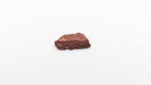 Sawfish rostrum tooth root