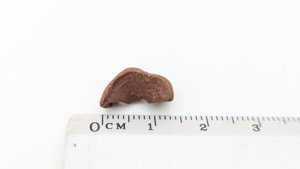 Vertebra fragment - Measurement ~1.4cm