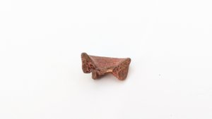 Vertebra fragment