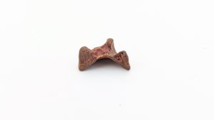 Vertebra fragment