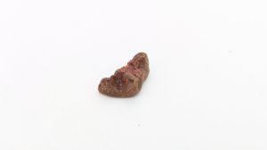 Vertebra fragment