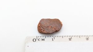 Turtle shell fragment - Measurement ~1.6cm