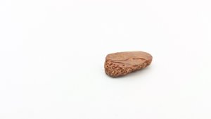 Turtle shell fragment - The honeycomb structure of the bone can be seen