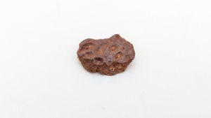 Turtle shell fragment