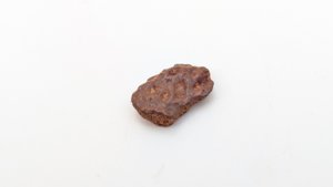 Turtle shell fragment