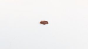 Scale