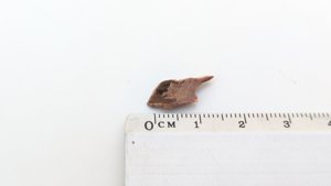 Scale - Measurement ~1.5cm