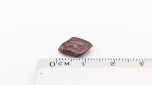 Scale - Measurement ~1.3cm