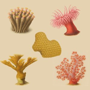 anthozoa