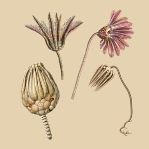 camerata