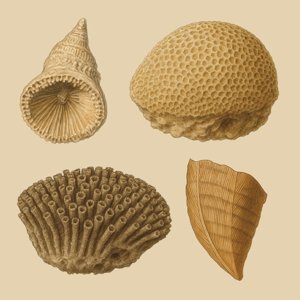 rugosa