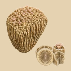 siphonodendron