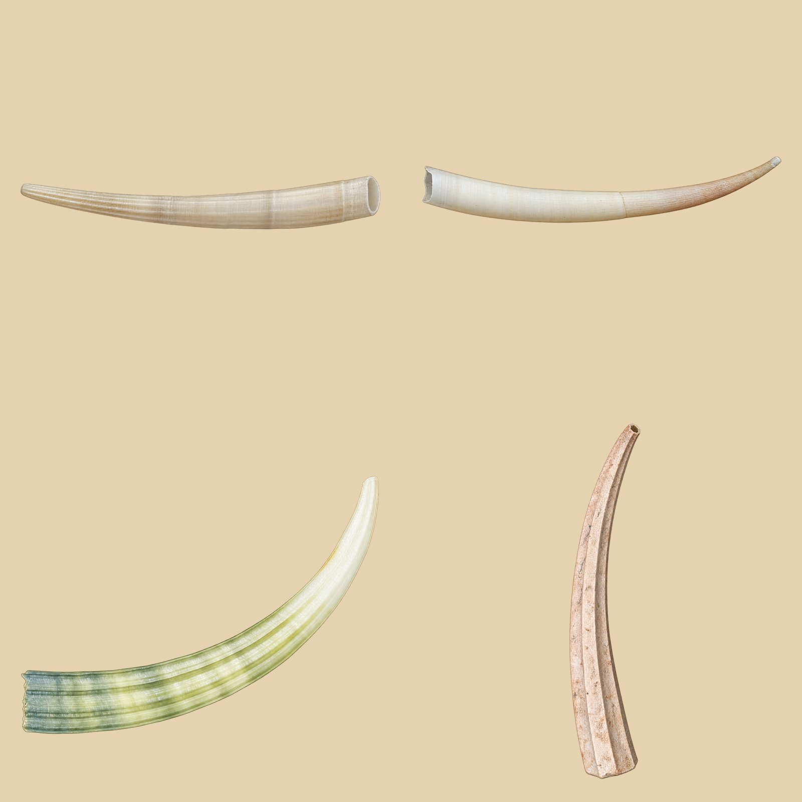 Dentaliidae