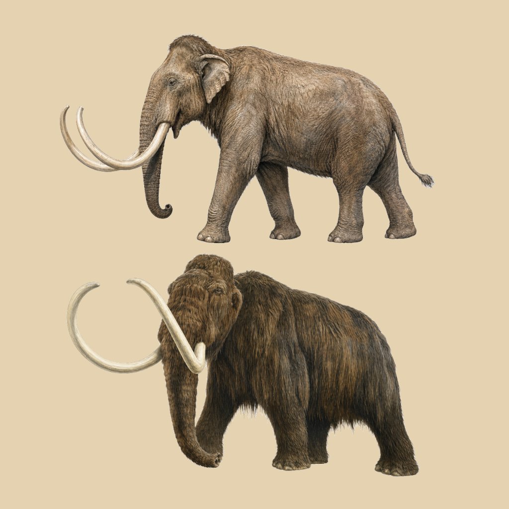 Mammuthus