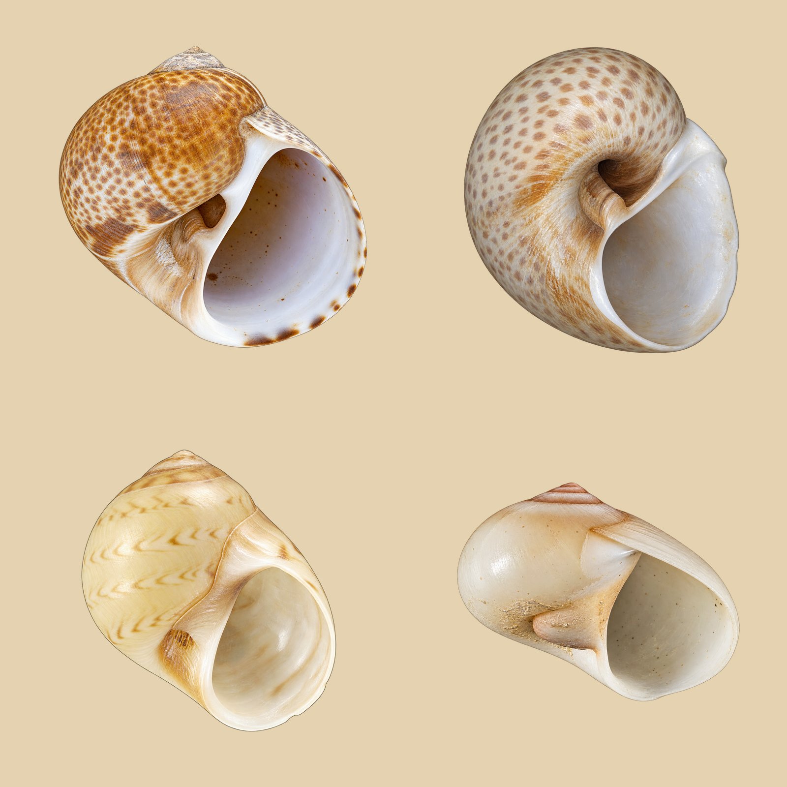 naticidae