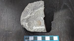 Bivalve - measurement ~1-2cm