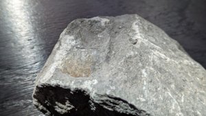 Bivalve - detail