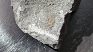 Bivalve - detail