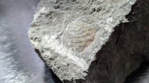 Bivalve - detail
