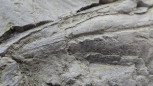 Detail of a pen shell.