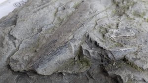 Detail of a pen shell.