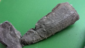 Another angle, showing the characteristic longitudinal ribbing of the pen shell.