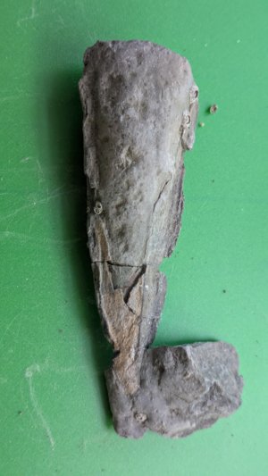 Vertical view, with the apex of the shell pointing down.