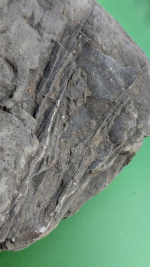Pen shell fragment.
