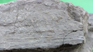 Fossilized wood - Detail