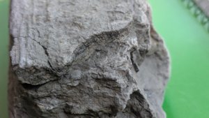 Fossilized wood - Detail