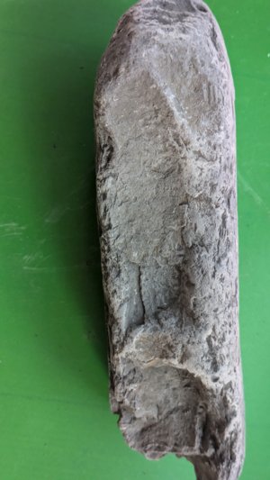 Fossilized wood - Side view