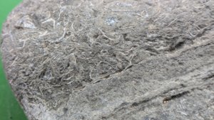 Unknown, detail.