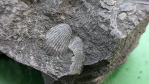 Close-up of two bivalves.