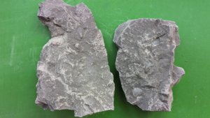 Two slabs (positive and counterpart) with small bivalve shells.
