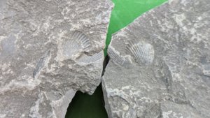 Two slabs (positive and counterpart) with two bivalve shells.