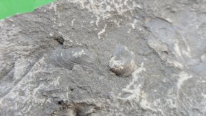 Detail with small shells.