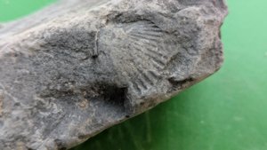 Small bivalve shell - Detail