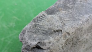 Small bivalve shell - Detail