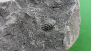 Small bivalve shell - Detail