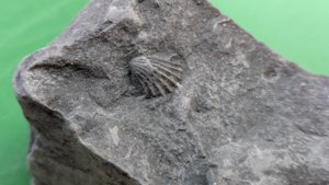 Small bivalve shell - Detail
