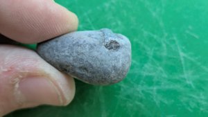 Belemnite - Cross-section