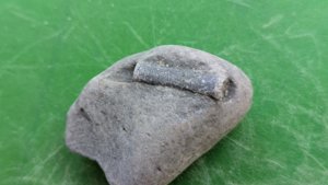 Belemnite