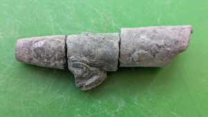 Belemnite in three pieces
