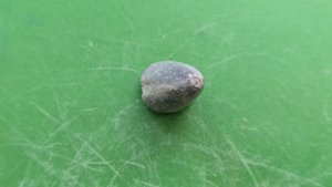 Apex of a belemnite