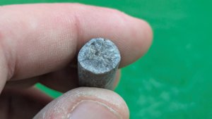 Apex of a belemnite - Cross-section with radial fibrous structure. The apical cavity is also visible