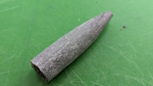 Apex of a belemnite