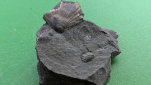 Two bivalves