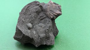 Two bivalves